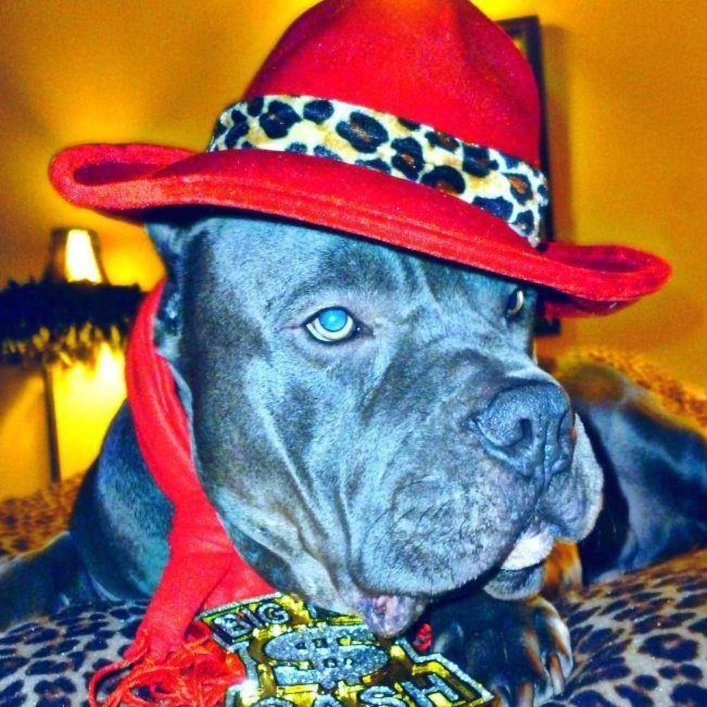 Meet your Posher, Angel